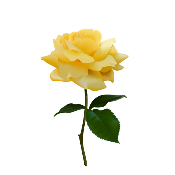 Bông hồng vàng
