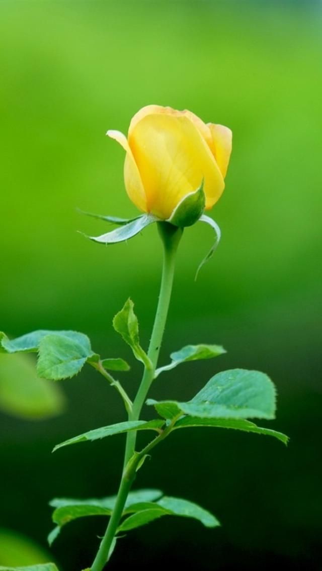 Hình ảnh cành hoa Hồng vàng đẹp