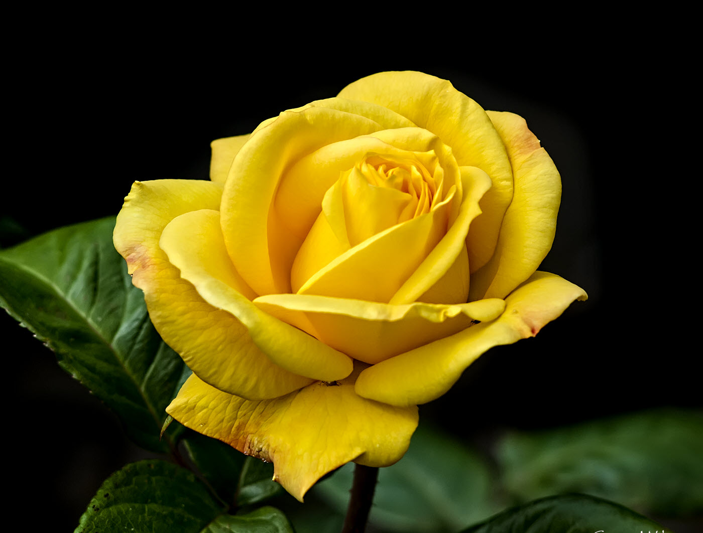 Hình ảnh hoa hồng vàng