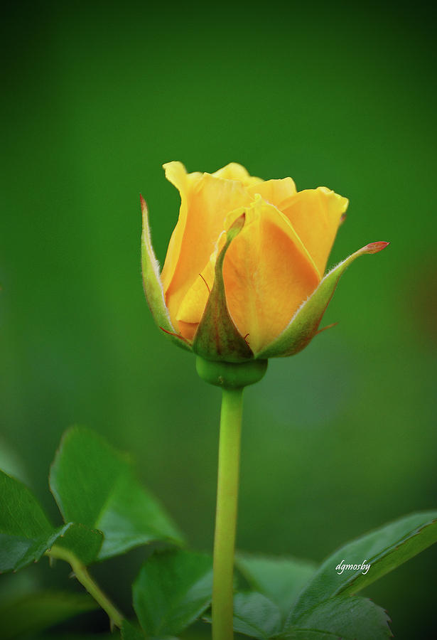 Hoa hồng vàng cực đẹp
