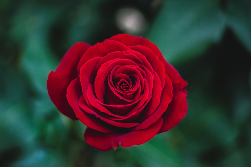 Ảnh hoa hồng đỏ đẹp nhất thế giới