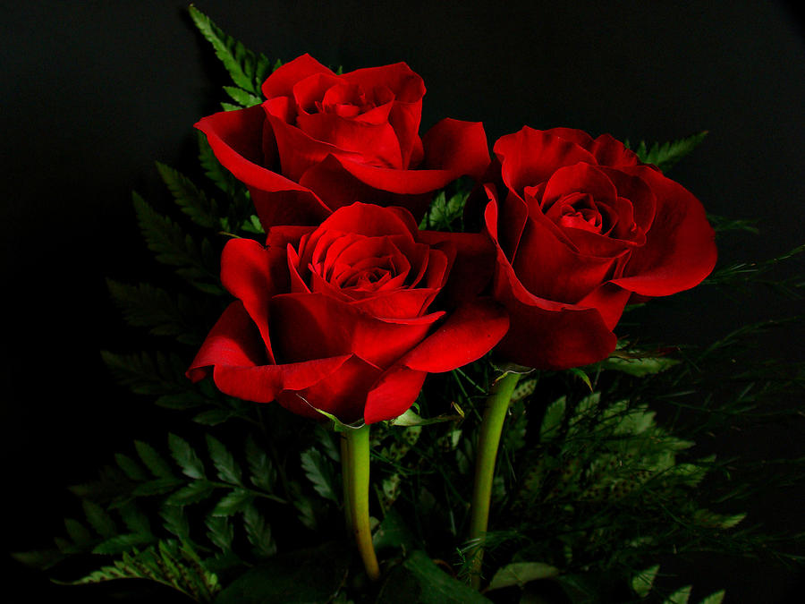Ảnh hoa hồng đỏ đẹp