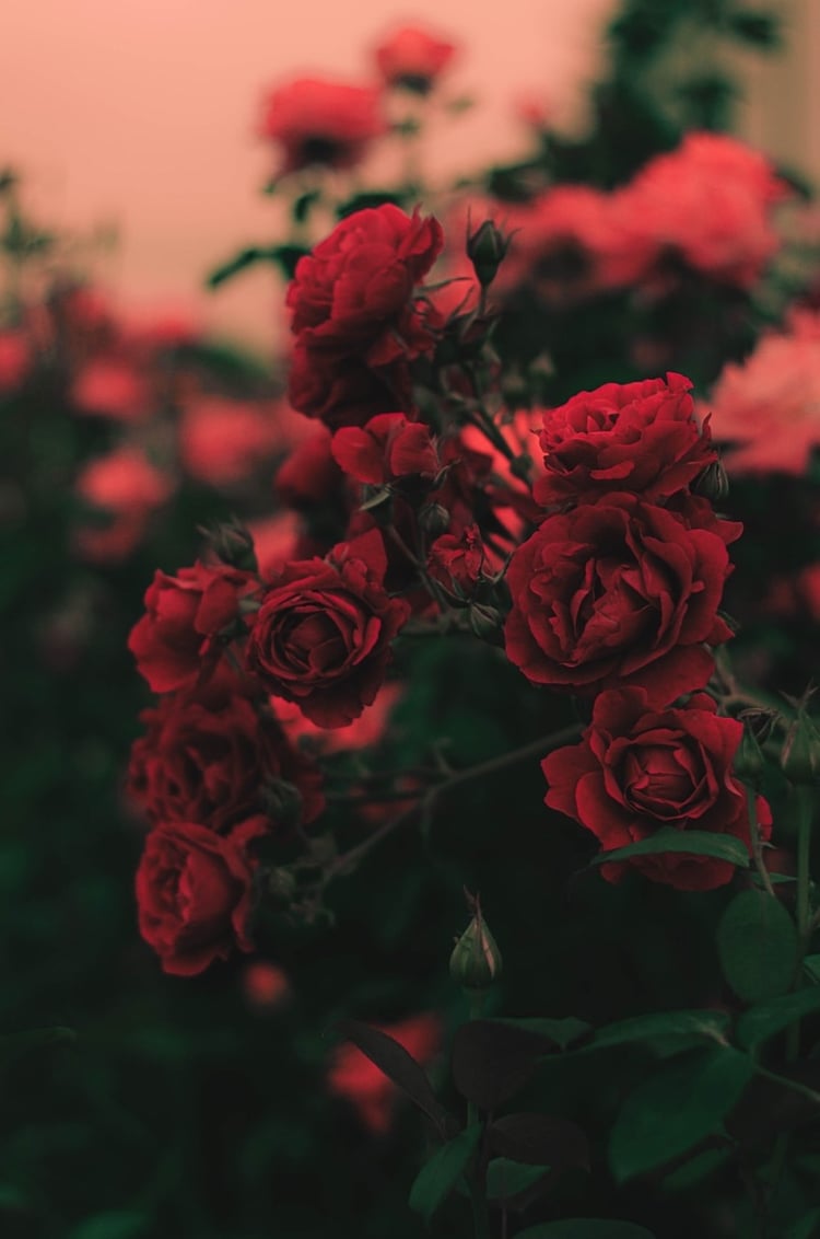 Cây hoa hồng