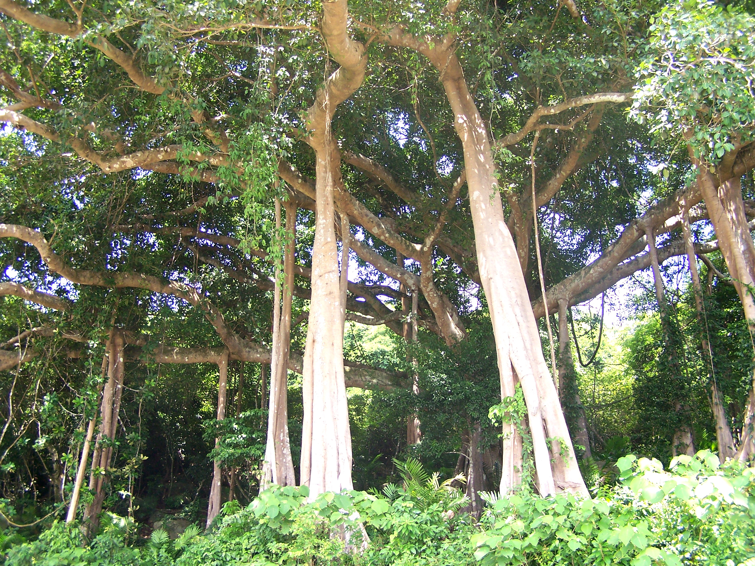 Hình ảnh cây đa nghìn năm trên bán đảo Sơn Trà