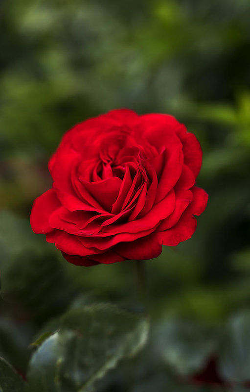 Hình ảnh hoa hồng đẹp nhất