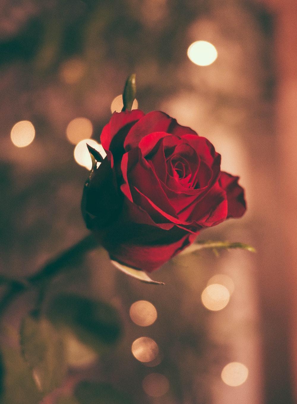 Hình ảnh hoa hồng ngọt ngào