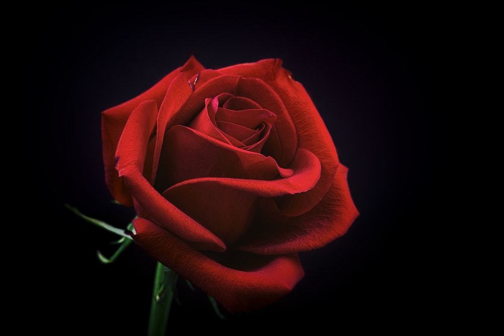 Hình ảnh hoa hồng phai