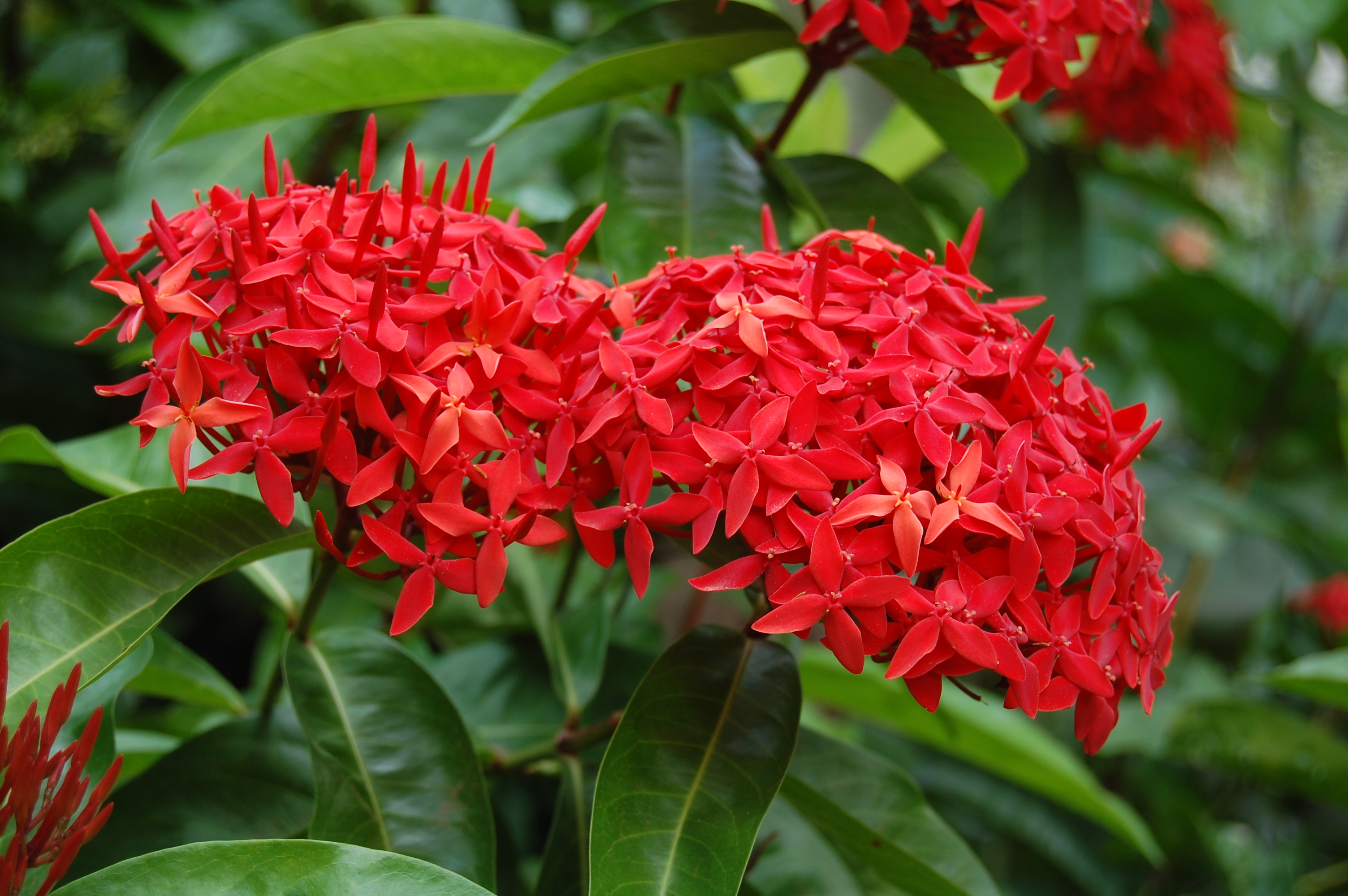 Hình ảnh hoa Mẫu Đơn đỏ đẹp nhất