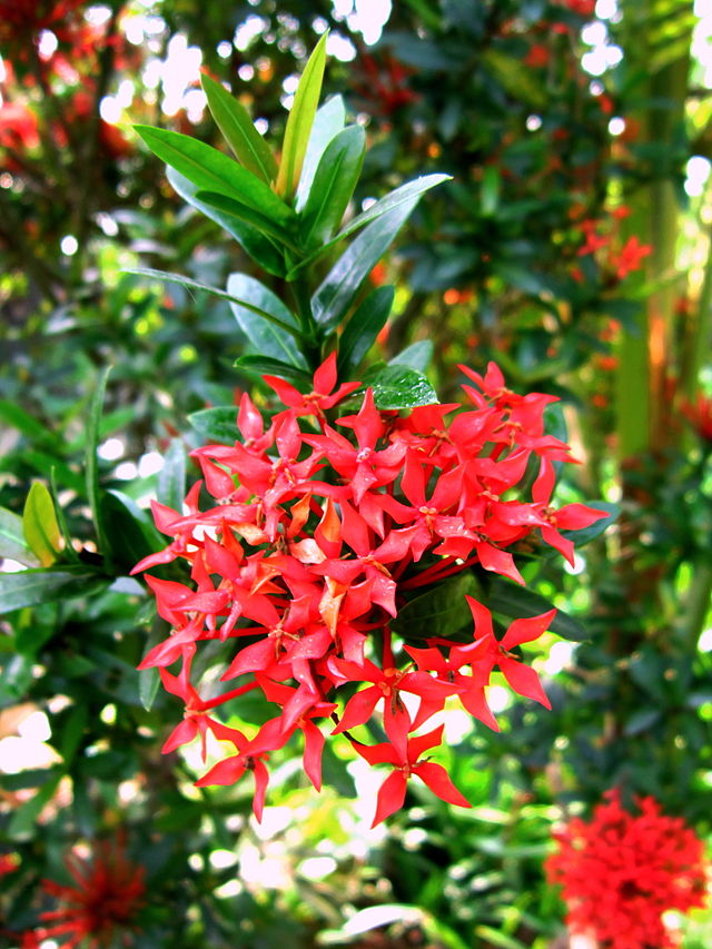 Hình ảnh hoa Mẫu Đơn đỏ đẹp