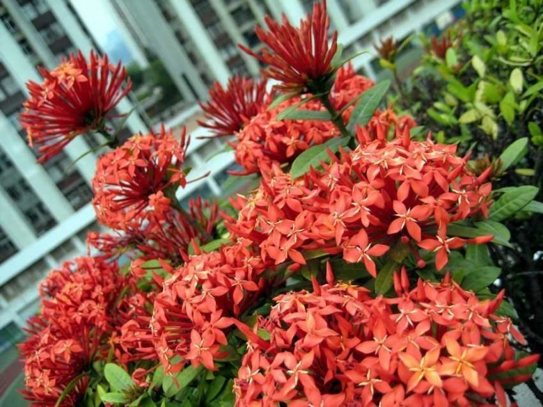 Hình ảnh hoa Mẫu Đơn đỏ
