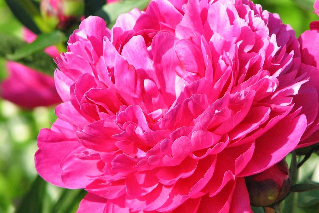 Hình đẹp nhất về hoa Mẫu Đơn