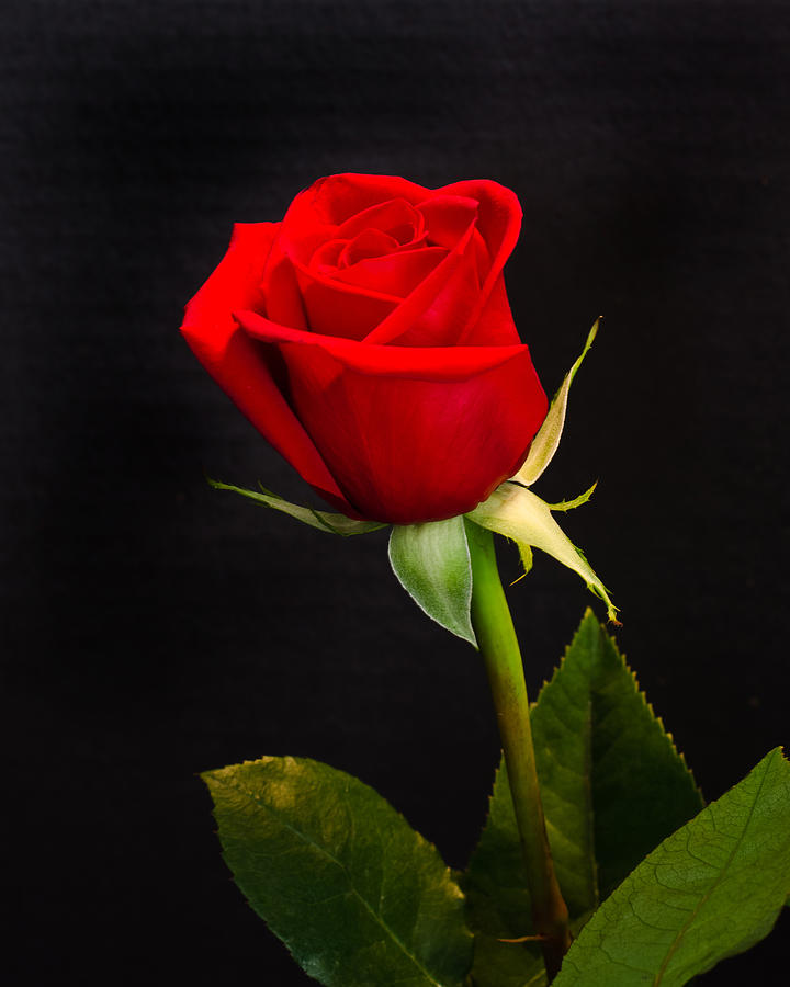 101 Hình ảnh hoa hồng tặng người yêu tải miễn phí