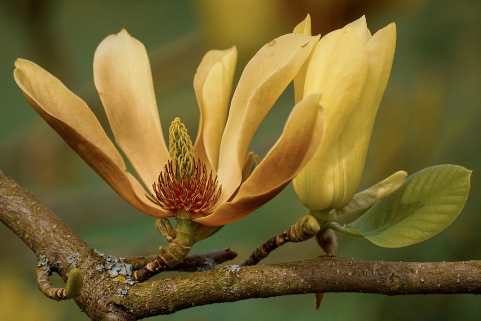 Ảnh hoa mộc lan vàng magnolia đẹp