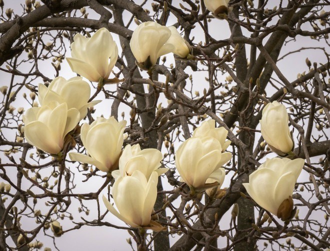 Hình ảnh hoa Mộc Lan rừng đẹp