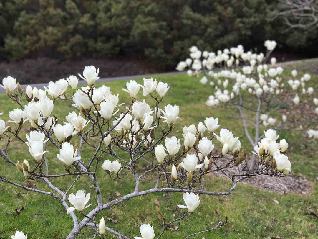 Hình ảnh vườn hoa mộc lan trắng đẹp