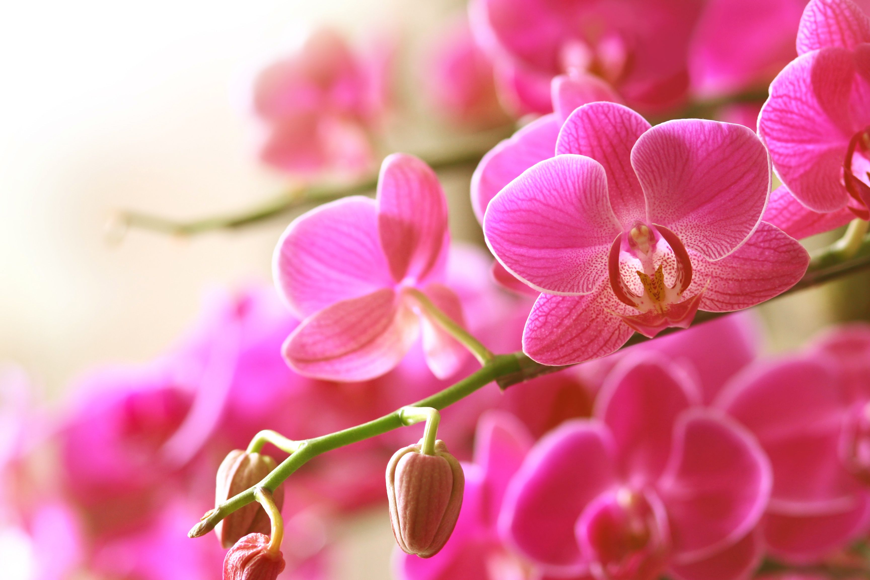 Hình nền hình ảnh đẹp hoa phong lan Hồ Điệp