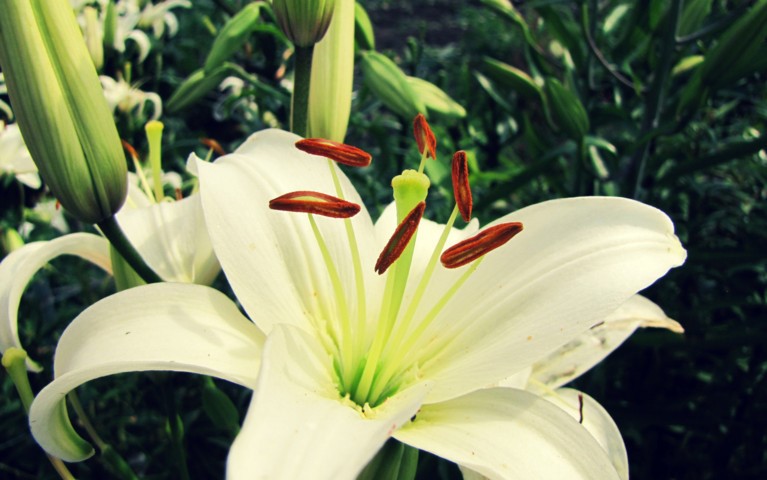 Hoa Ly trắng đẹp