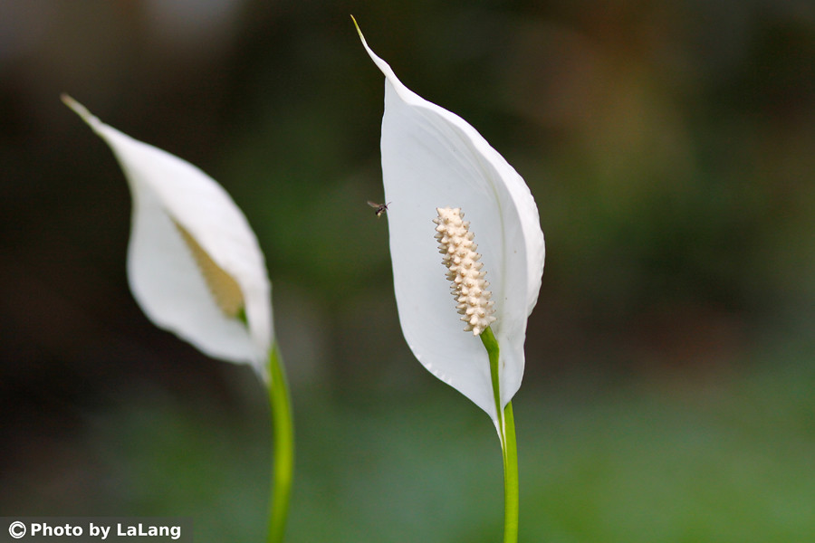 Hình ảnh hoa Lan Ý (hoa buồm trắng) đẹp nhất