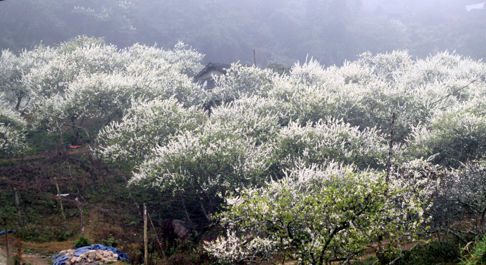 Hình ảnh hoa Mận trắng phủ khắp núi đồi