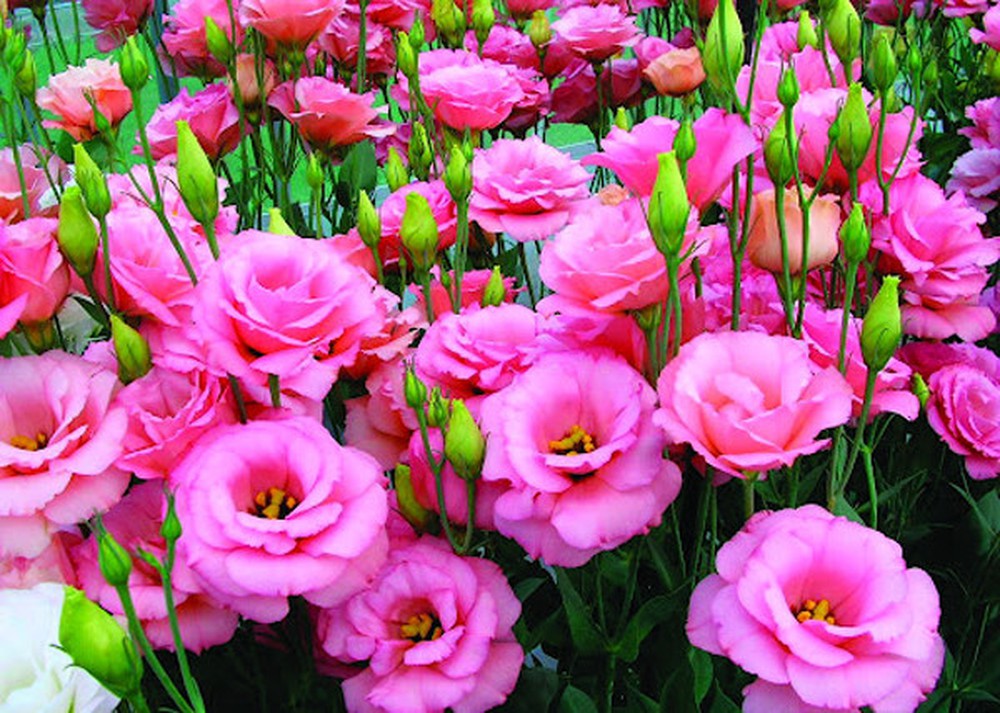 Hình ảnh vườn hoa Lan Tường màu hồng đẹp nhất