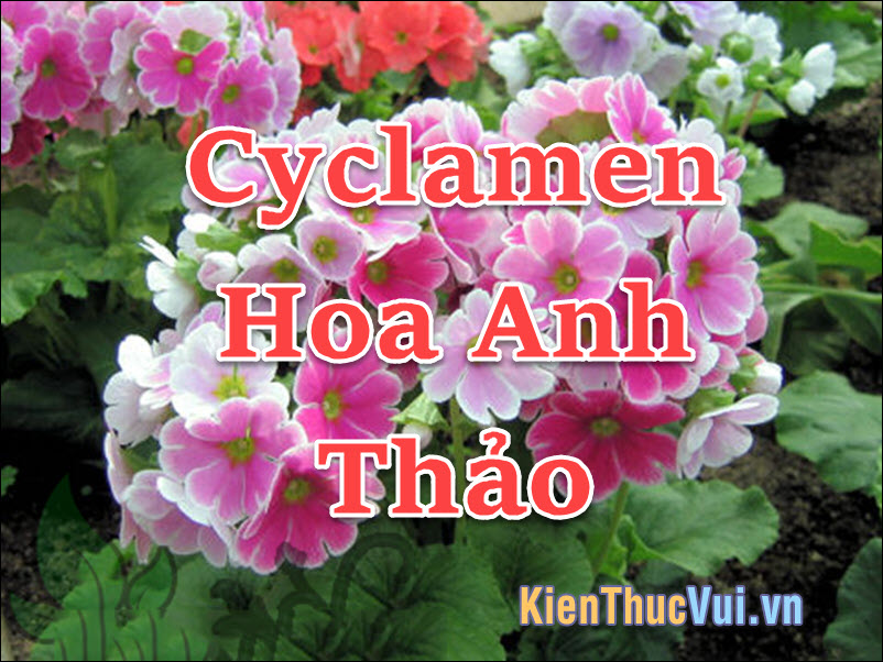 Hoa Anh Thảo
