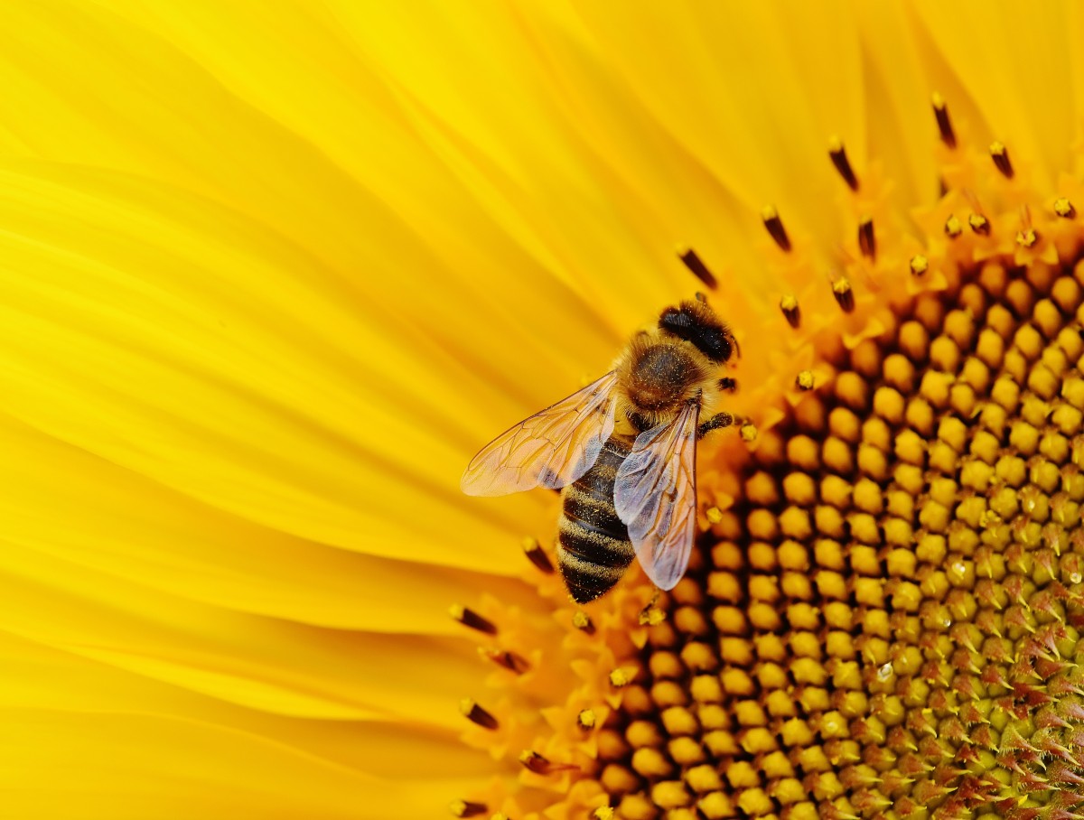 Hình ảnh bông hoa hướng dương và chú ong