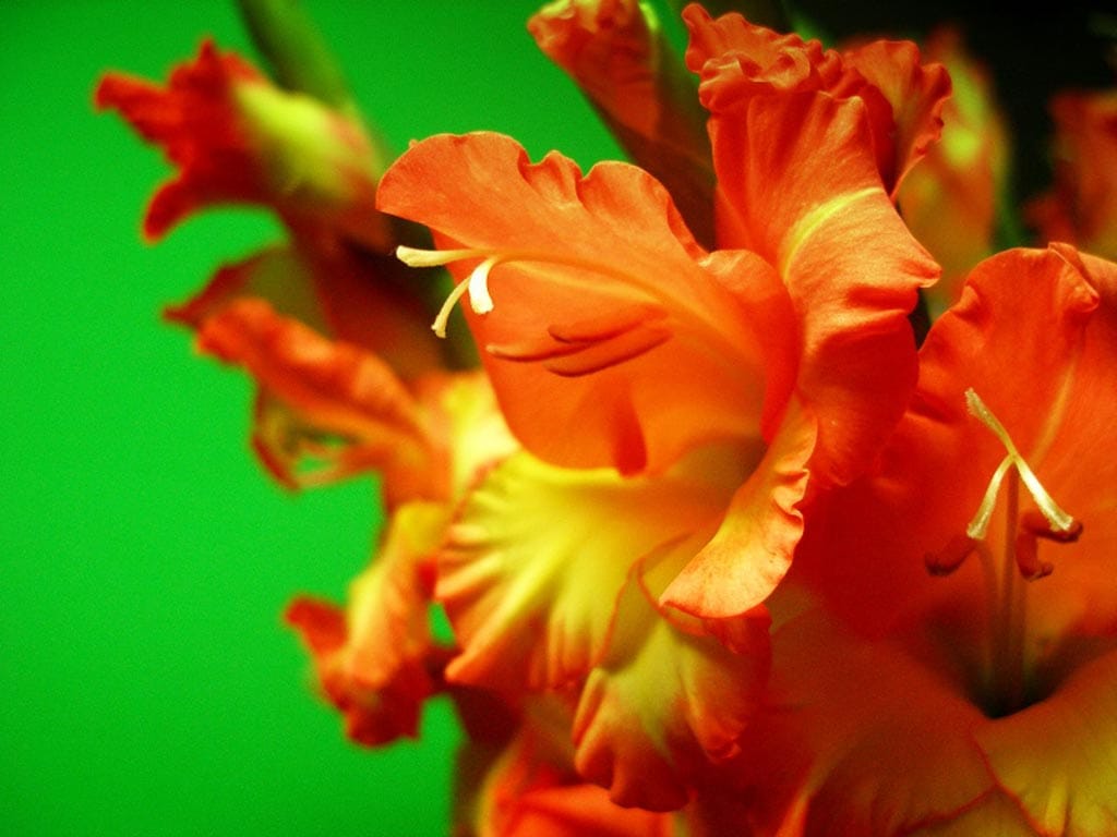 Hình ảnh đẹp hoa lay ơn màu cam