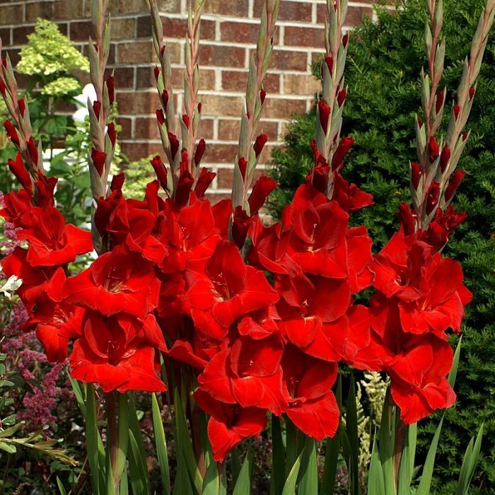 Hình ảnh hoa lay ơn đỏ
