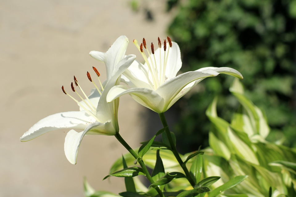 Ảnh hoa Loa Kèn Lily trắng đẹp
