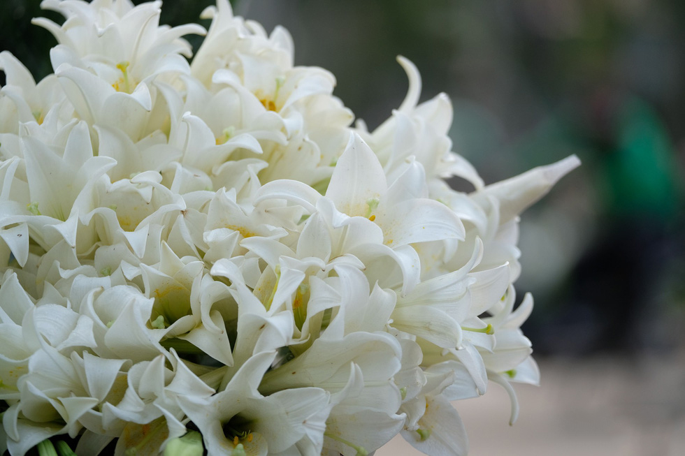Hình ảnh bó hoa loa kèn trắng đẹp nhất