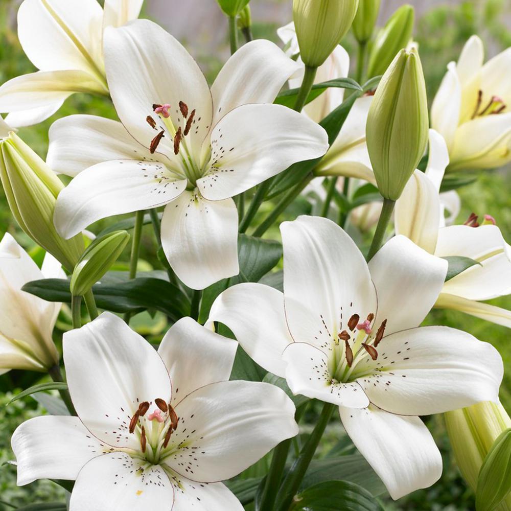 Hình ảnh hoa Loa Kèn trắng đẹp