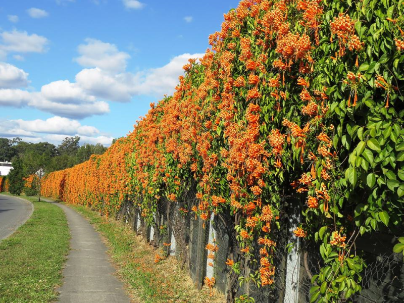Hình ảnh tường hoa Loa Kèn lửa đẹp nhất ở Úc