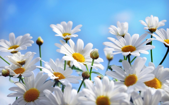 Hình ảnh vườn hoa cúc trắng đẹp nhất