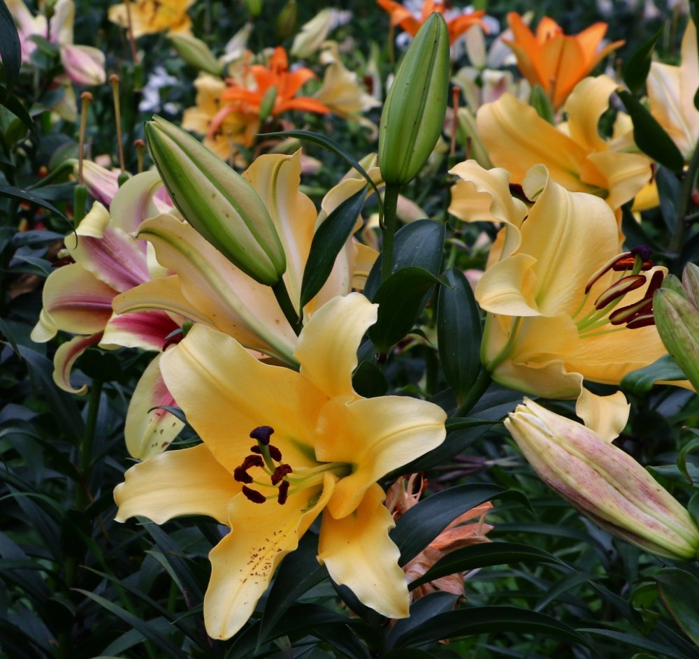 Hình ảnh vườn hoa loa kèn vàng tại Nhật Bản đẹp nhất