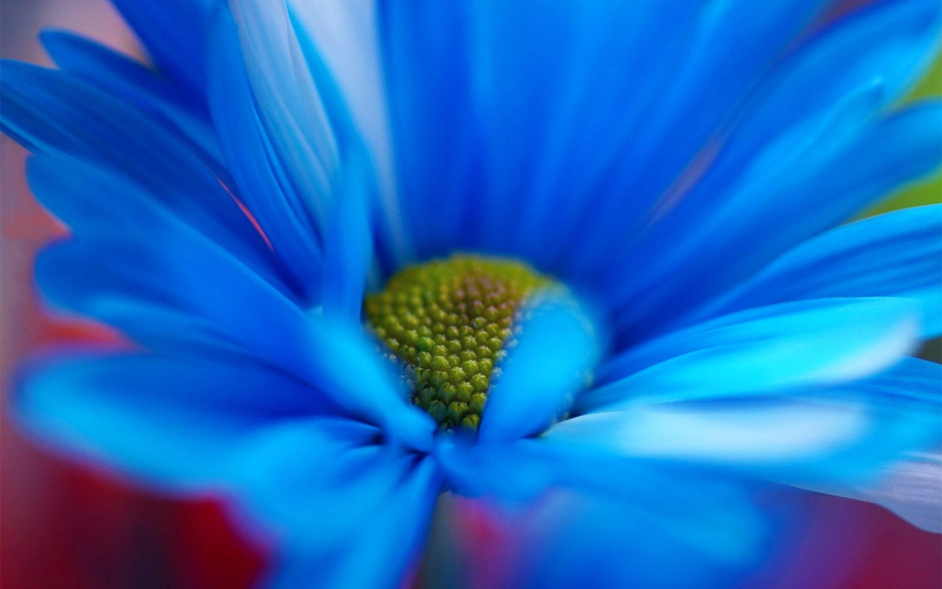 Hình nền hình ảnh hoa cúc xanh đẹp