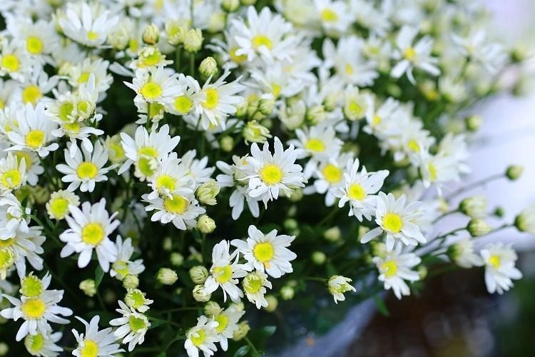 Hoa cúc trắng hình ảnh đẹp nhất