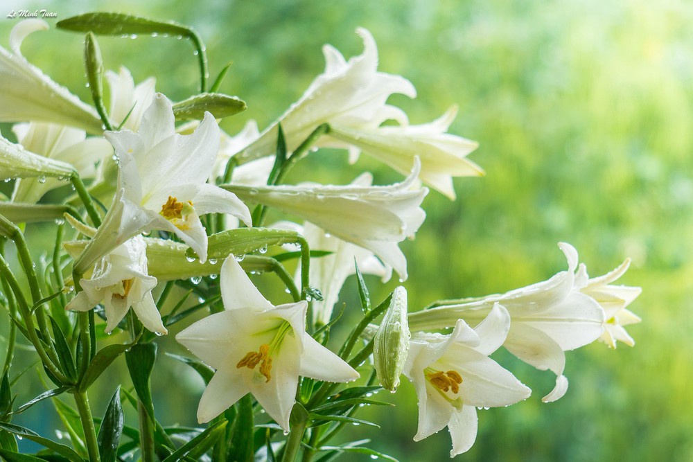 Hoa Loa Kèn (hoa huệ) trắng hình ảnh đẹp nhất