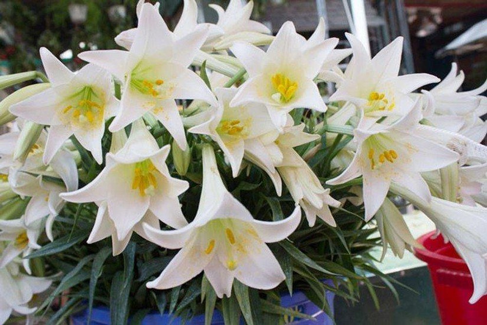 Hoa Loa Kèn trắng hình ảnh đẹp nhất