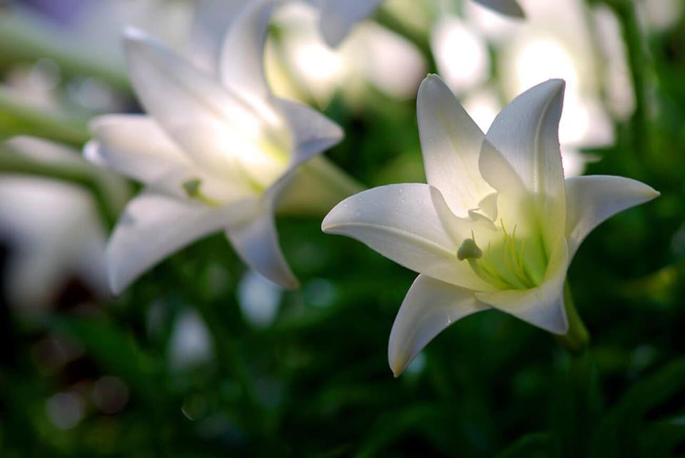 Hoa Loa kèn trắng tinh khôi hình ảnh đẹp nhất