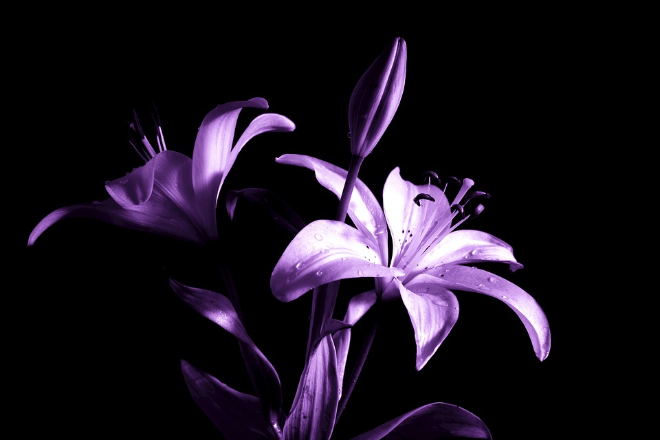 Lily hoa Loa Kèn màu tím hình ảnh đẹp nhất