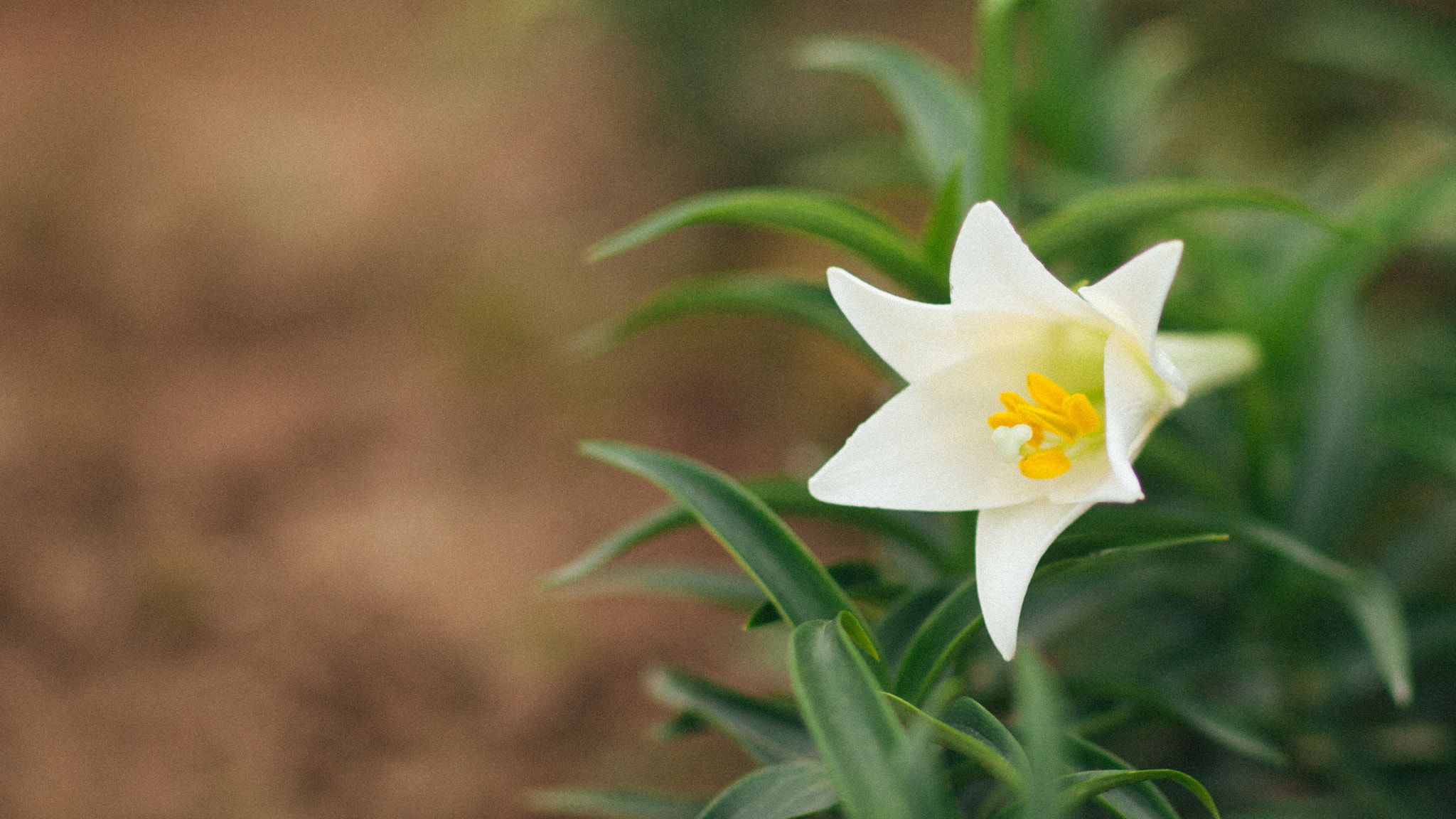 Những hình ảnh đẹp nhất hoa loa kèn ở Hà nội
