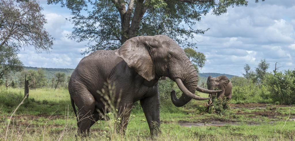 Hình ảnh chú voi hoang dã