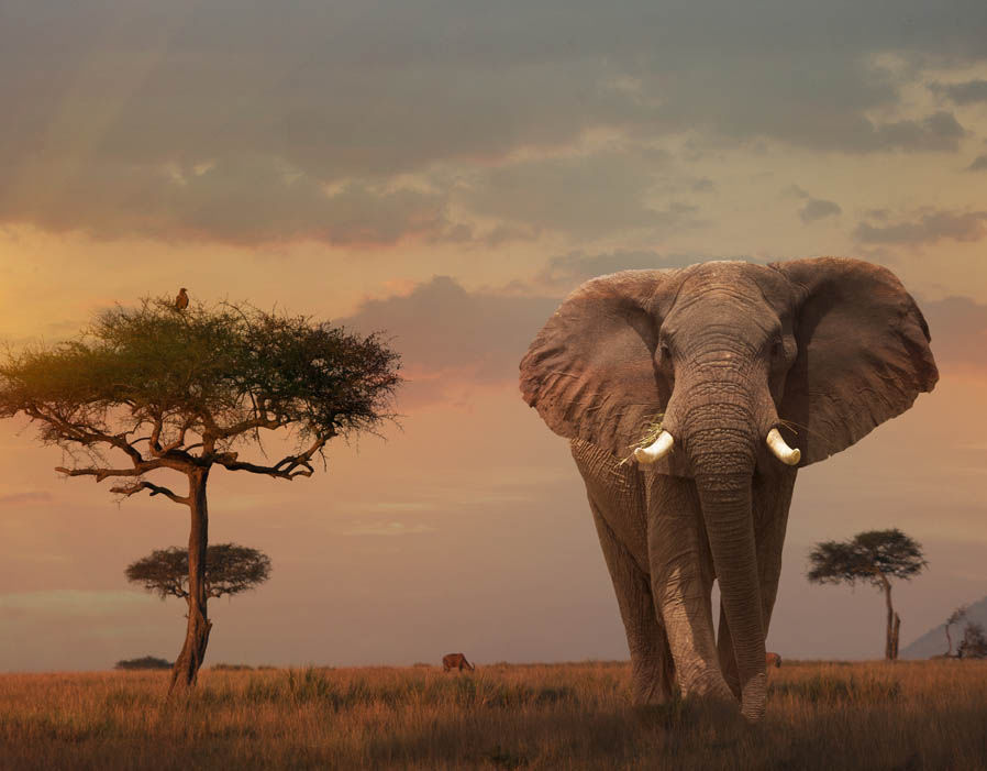 Hình ảnh con voi châu Phi