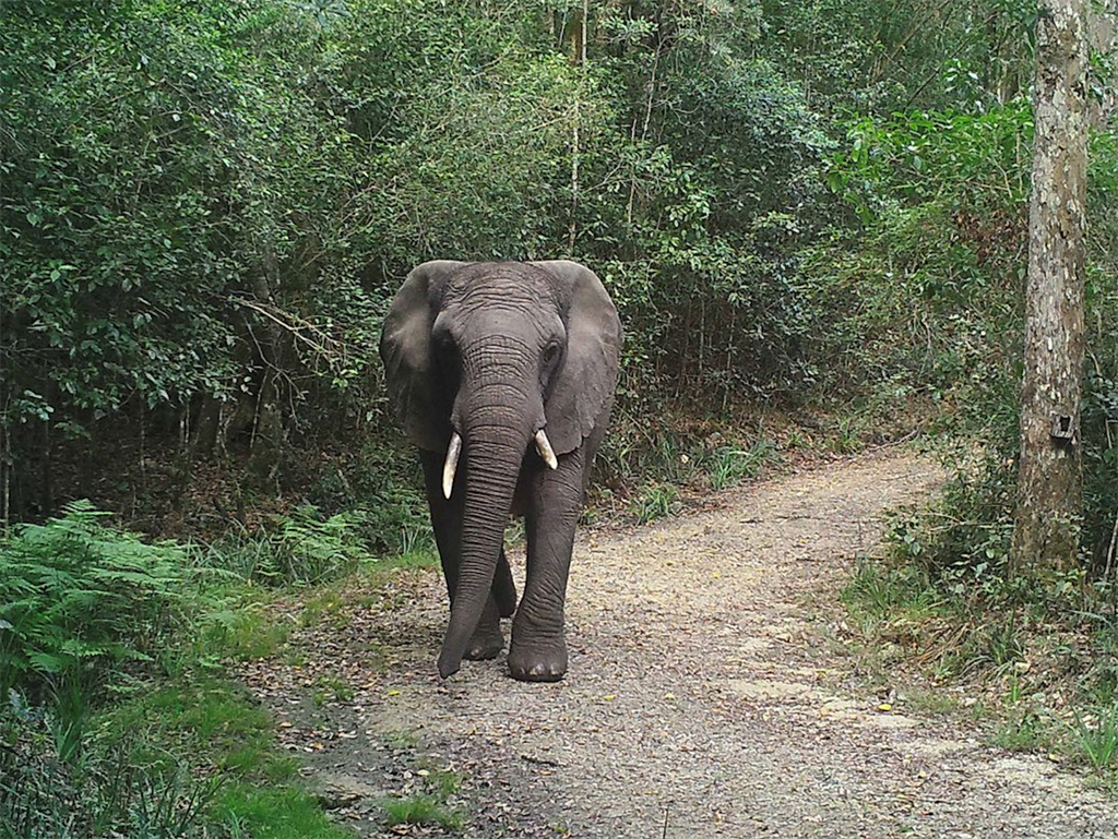 Hình ảnh đẹp chú voi trong rừng