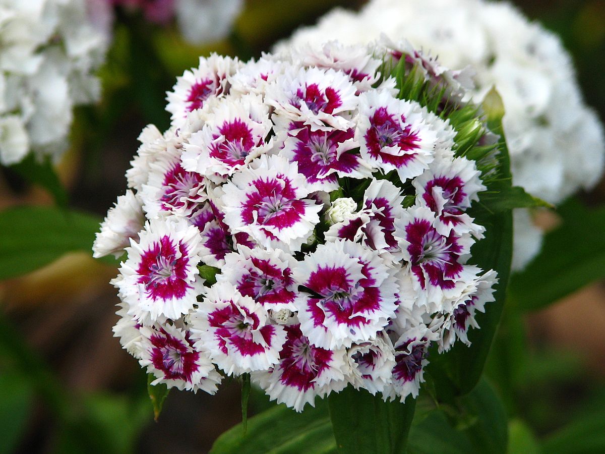 Hình ảnh bông hoa Cẩm Chướng đẹp