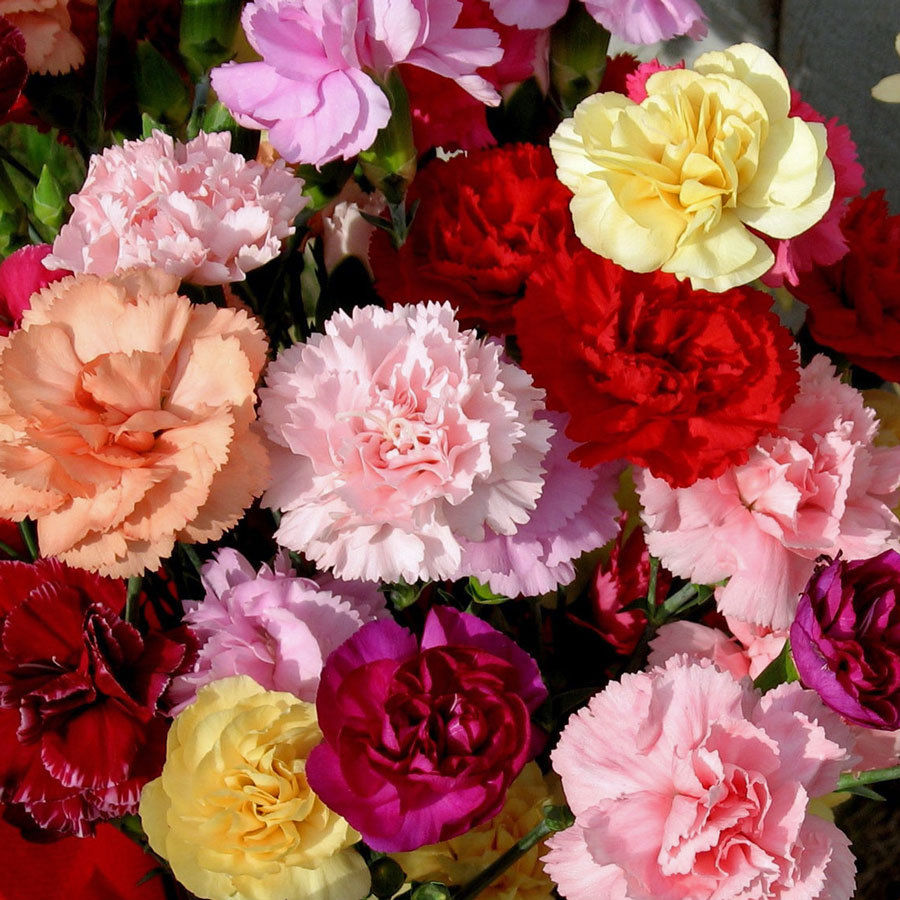 Hình ảnh các loại hoa Cẩm Chướng đẹp