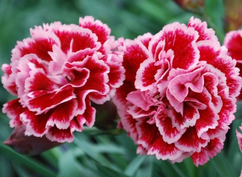 Hình ảnh hoa Cẩm Chướng cực đẹp