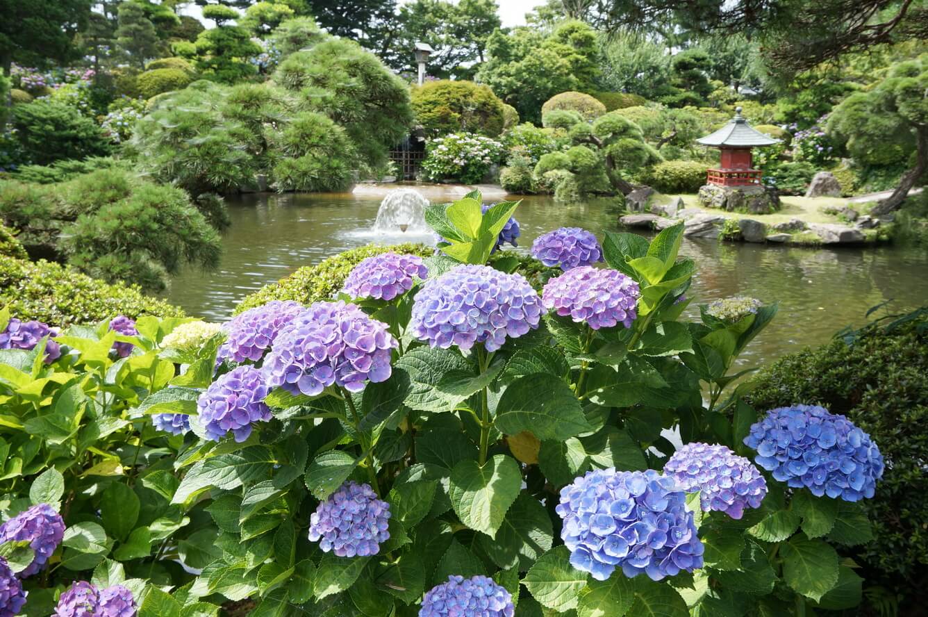 Hình ảnh hoa cẩm tú cầu Nhật bản đẹp