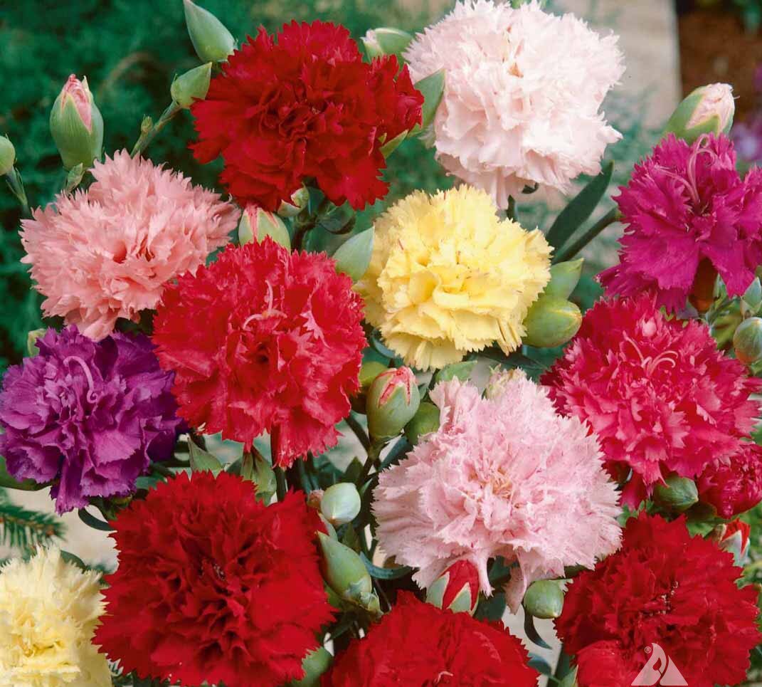 Hình ảnh những bông hoa Cẩm Chướng đẹp