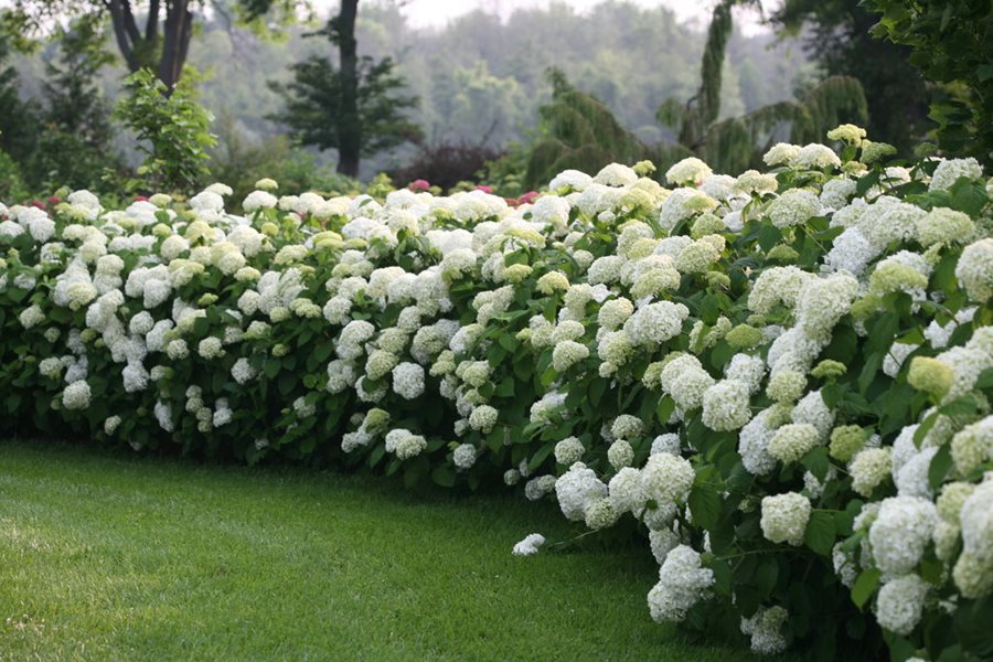Hình ảnh vườn hoa cẩm tú cầu trắng đẹp nhất